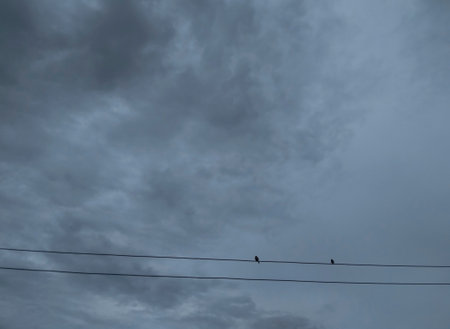 Two little birds sitting on the cable cloudy rainy day.の写真素材