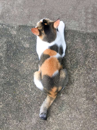Orange black spotty kitty sitting on the concrete slab.の写真素材