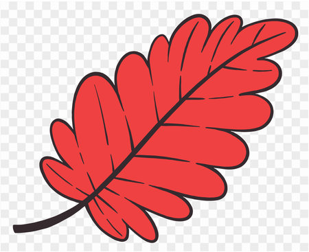 Hand drawn autumn brown  leaf isolated  on png for Thanksgiving  elementsのイラスト素材