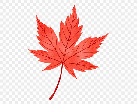 Red maple leaf in watercolor style for autumn decor vector.のイラスト素材