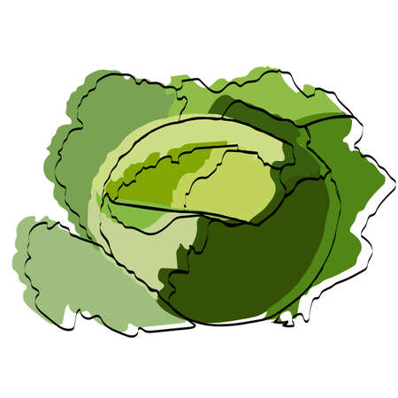 Silhouette of a vegetable. Cabbage. Vector illustration.のイラスト素材