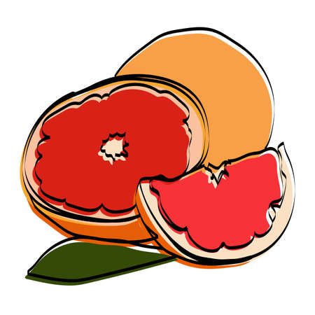 Silhouette of the fetus. Grapefruit Vector illustration.のイラスト素材