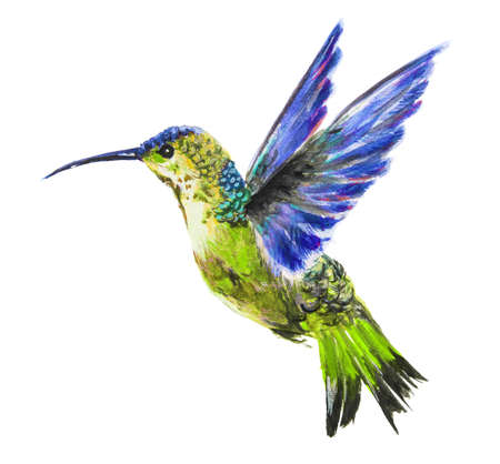 Isolated watercolor hummingbird on white background. Tropical bird from exotic fauna. Colorful wildlife.の写真素材