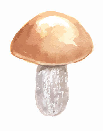 Watercolor mushrooms. Healthy food for autumn nature concept. Delicious edible mushrooms.のイラスト素材