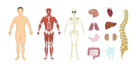 Whole human anatomy. All human body systems as skeleton, skin, organs and muscles. Male body.のイラスト素材