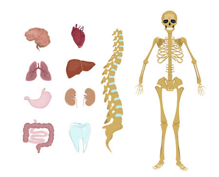 Whole human anatomy. All human body systems as skeleton, organs and muscles.のイラスト素材