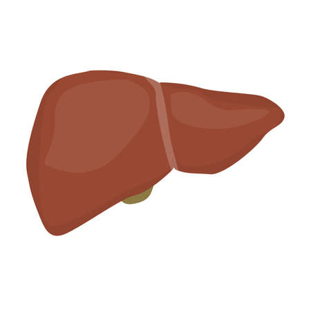 Realistic isolated human liver on white background. Body organ. Human anatomy.のイラスト素材