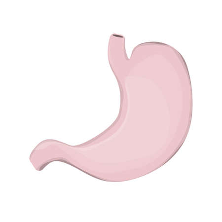 Realistic isolated human stomach on white background. Body organ. Human anatomy.のイラスト素材