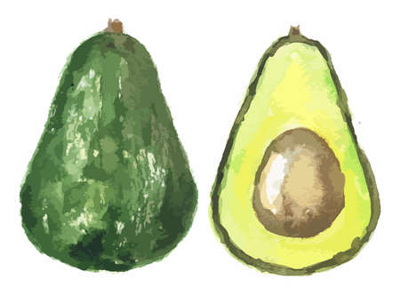 Watercolor halved avocado. Fresh and healthy fruit with vitamins and soft texture. Natural vegan food.のイラスト素材