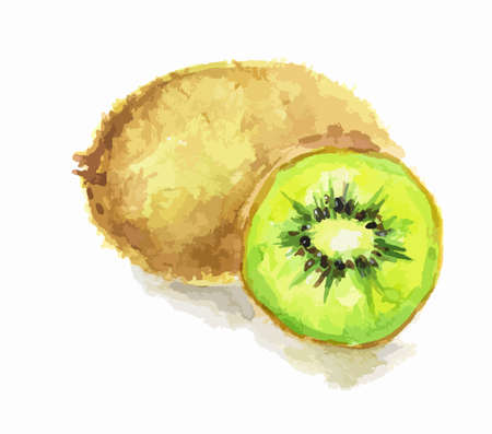 Isolated watercolor kiwi on white background. Sour and sweet juicy exotic fruit.のイラスト素材