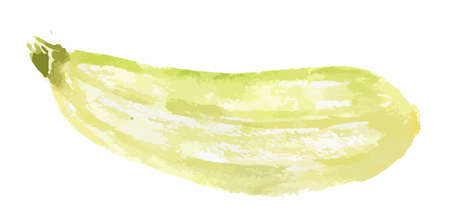 Isolated watercolor zucchini on white background. Healthy and fresh vegetable with vitamins.のイラスト素材