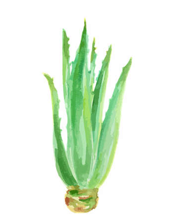 Watercolor aloe vera.Isolated cactus on white background. Beautiful and healthy plant for health care and decoration.のイラスト素材