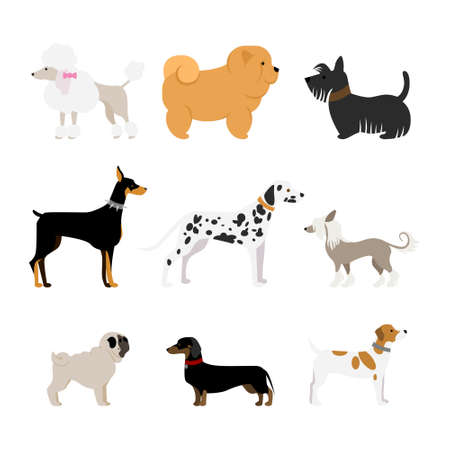 Isolated dogs set on white background. Beautiful and smart dogs as dalmatian, doberman, pug and more.のイラスト素材