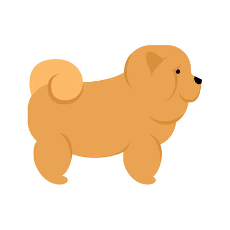 Chow chow dog. Isolated purebred dog standing on white background.のイラスト素材