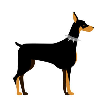 Isolated doberman dog. Isolated purebred dog standing on white background.のイラスト素材