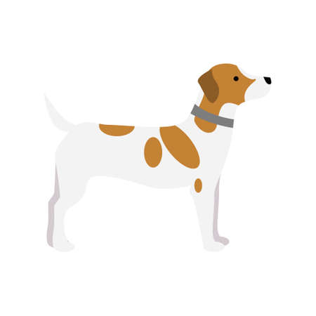 Jack russell terrier dog. Isolated purebred dog standing on white background.のイラスト素材