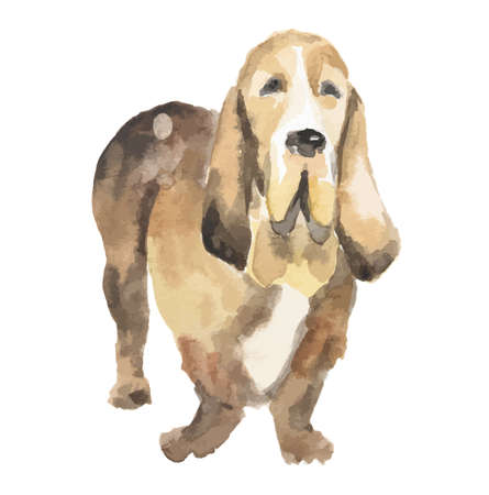 Isolated watercolor dog standing on white background. Basset Hound.のイラスト素材
