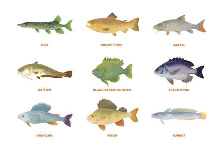 River fish set. Isolated fish on white background.のイラスト素材
