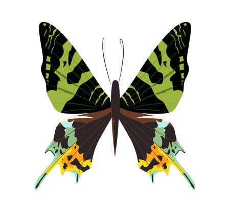 Isolated beautiful butterfly on white background. Different colors.のイラスト素材