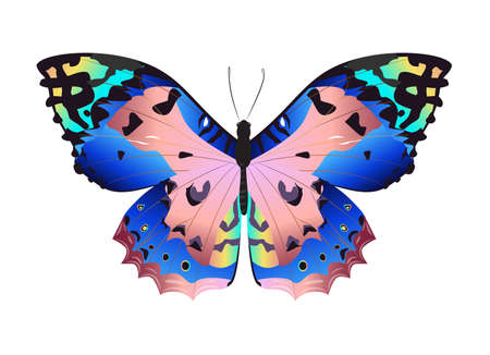 Isolated beautiful butterfly on white background. Different colors.のイラスト素材