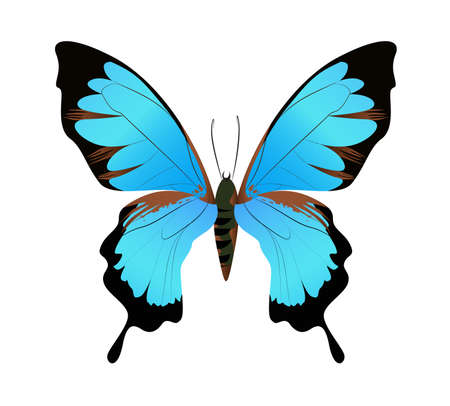 Isolated beautiful butterfly on white background. Blue and black colors.のイラスト素材