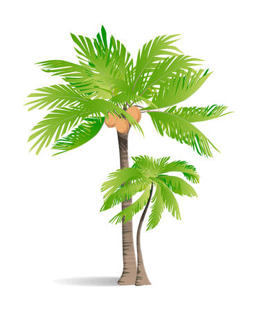 Isolated green palm on white background. Tropic exotic landscape.のイラスト素材