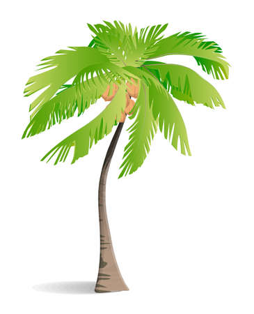 Isolated green palm on white background. Tropic exotic landscape.のイラスト素材