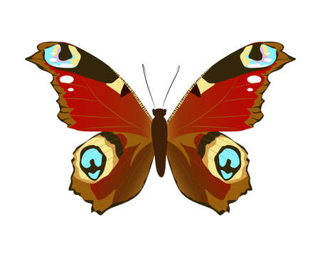 Isolated beautiful butterfly on white background. Red colors.のイラスト素材