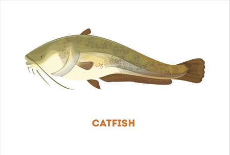 Isolated catfish fish on white background. Fresh food.のイラスト素材