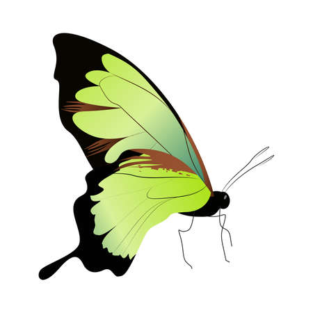 Isolated beautiful butterfly.のイラスト素材