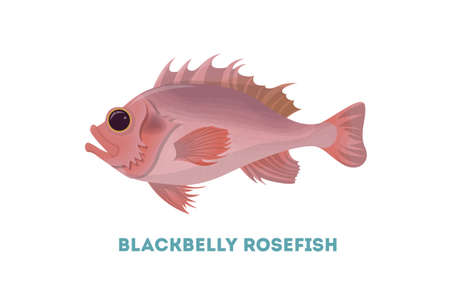 Isolated sebastes fish.