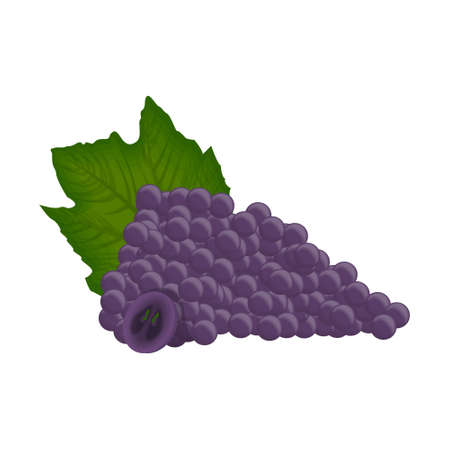 Isolated grape bunch.のイラスト素材