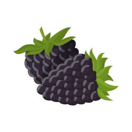 Isolated blackberry berries.のイラスト素材