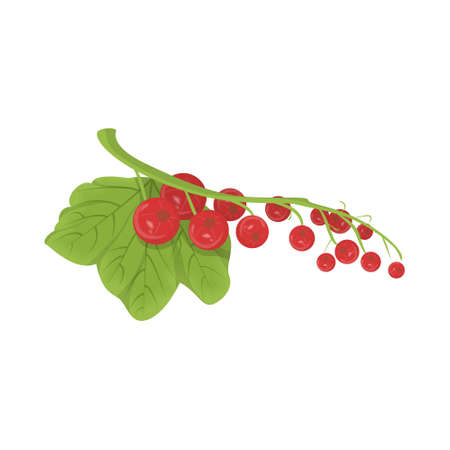 Isolated red currant.のイラスト素材