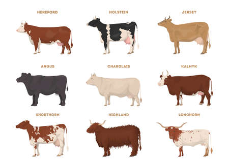 Cow set. Hereford, Holstein, Jersey, Angus, Charolais, Kalmyk, Shorthorn, Highland, Longhorn. Dairy cattleのイラスト素材