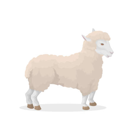 Isolated sheep illustration.のイラスト素材