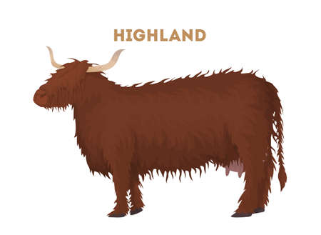 Isolated highland cow.のイラスト素材