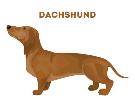 Isolated dachshund dog.のイラスト素材
