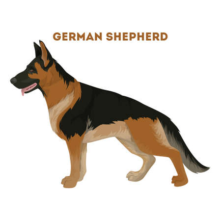 German shepherd dog.のイラスト素材