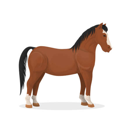 Isolated farm horse.のイラスト素材