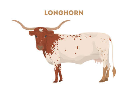 Isolated longhorn cow.のイラスト素材