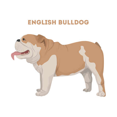 Isolated English bulldog.のイラスト素材