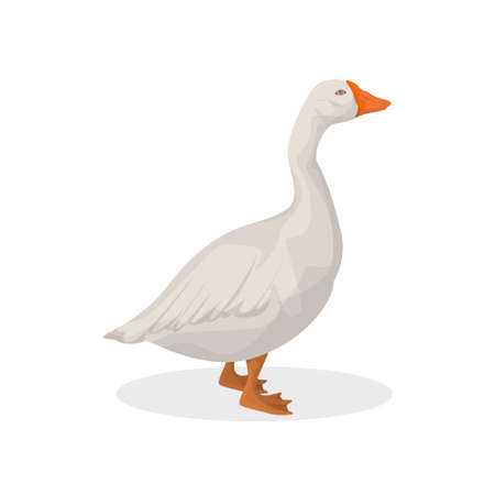 Isolated farm goose.のイラスト素材
