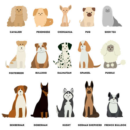 Dog breed set on white background. Dalmatian and dachshund, pug and husky.のイラスト素材