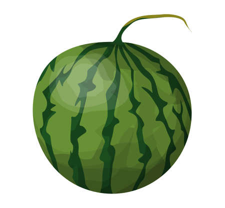 Isolated green watermelon.のイラスト素材