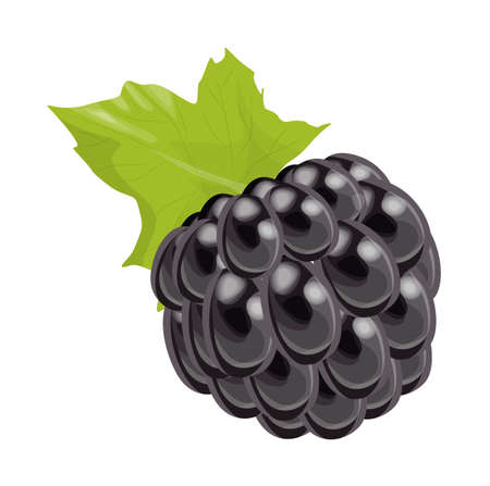 Isolated blackberry berry.のイラスト素材