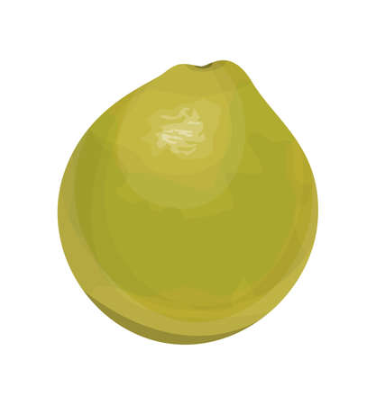 Isolated fresh green pomelo on white background.のイラスト素材