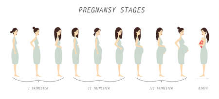 Pregnancy stages illustration.のイラスト素材
