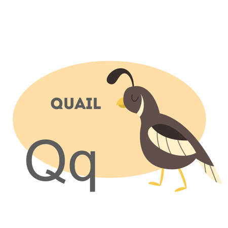 Quail on alphabet. Letter Q with funny animal.のイラスト素材