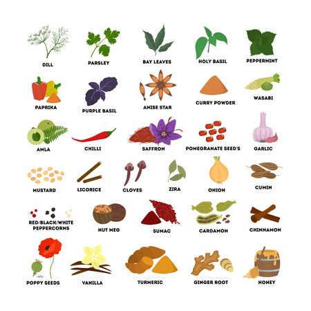 Spices set illustrations. Dill and basil, nutmeg and cinnamon.のイラスト素材